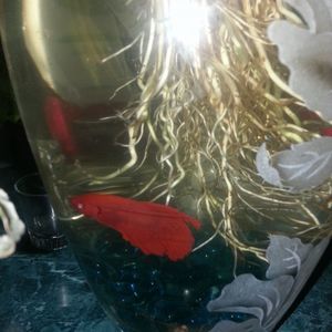 Meet your Posher, Suji